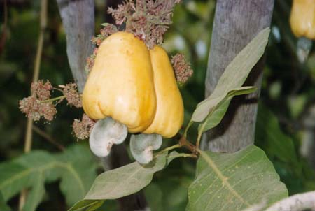  Health Benefits Of Cashew      